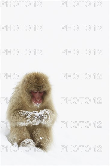 Japanese Macaque