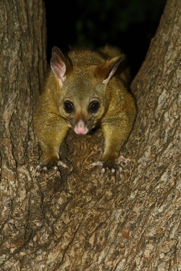 Common Brushtail Possum