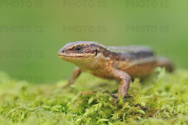 Viviparous lizard