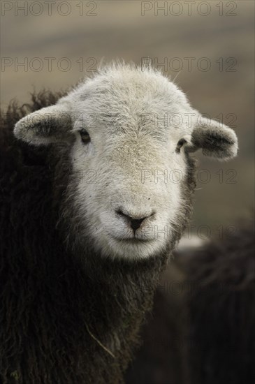 Domestic Sheep