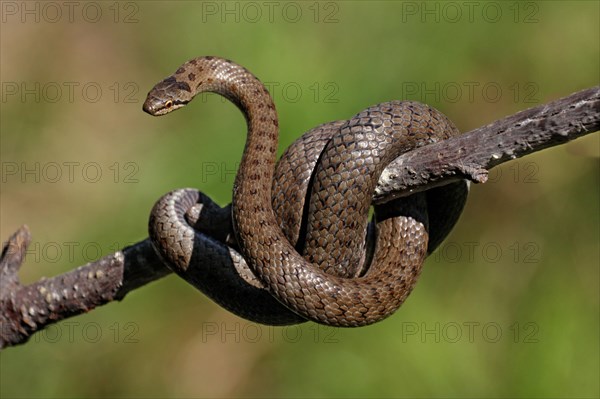 Smooth snake