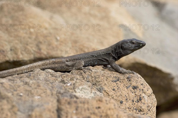 Small Canary Island Lizard