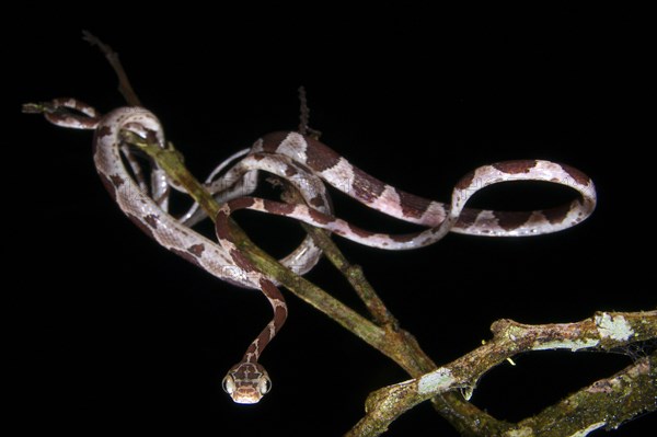 Blunt-headed adult blunthead tree snake