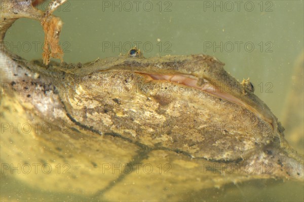 Large Honeycomb Toad