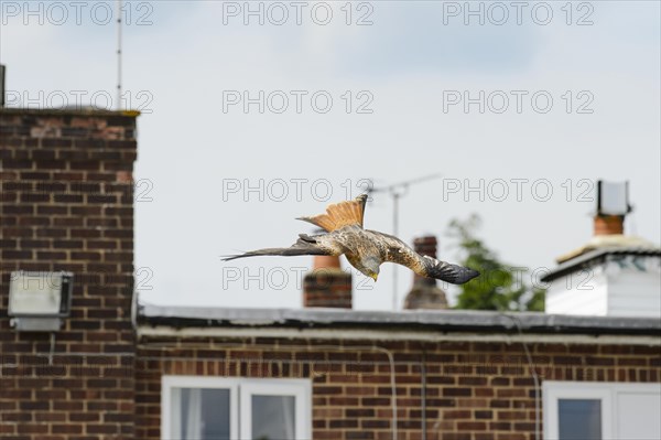 Red kite