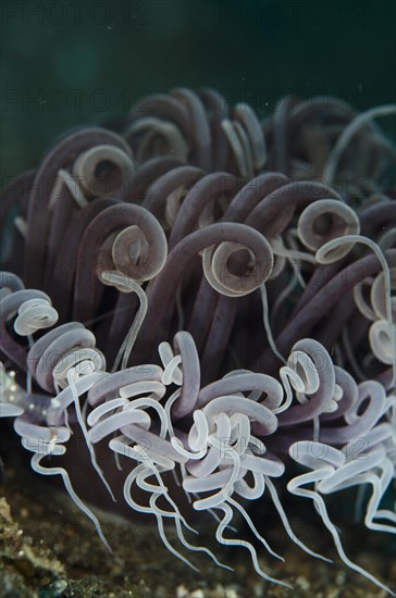 Cerianthid