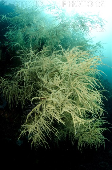 Black Coral