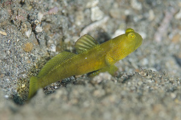 Yellow Lemon Watchman Goby