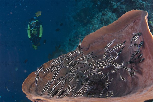 Striped striped eel catfish