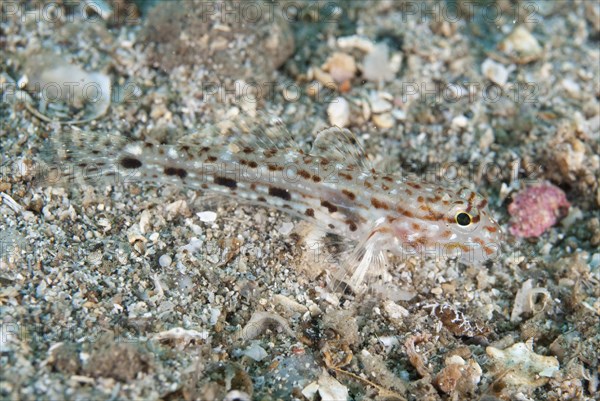 Triplespot Goby