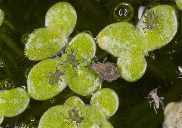 Waterlily Aphid