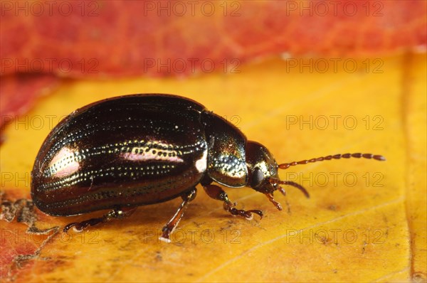 Rosemary Beetle