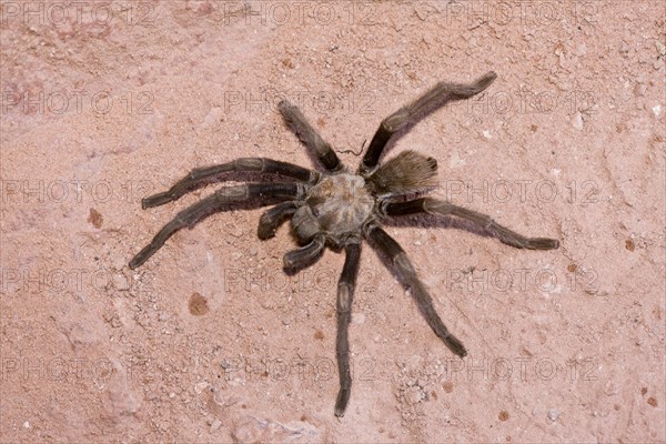 Western Desert Tarantula