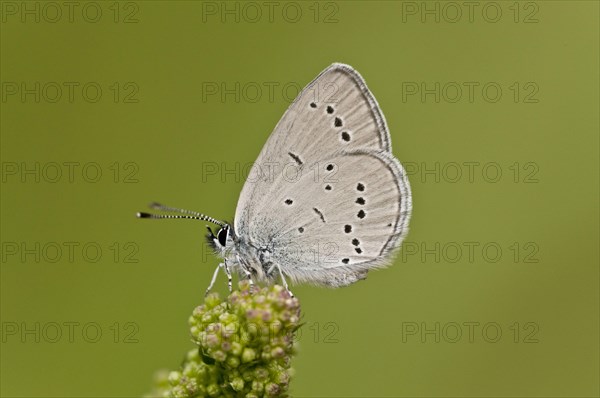 Small Blue