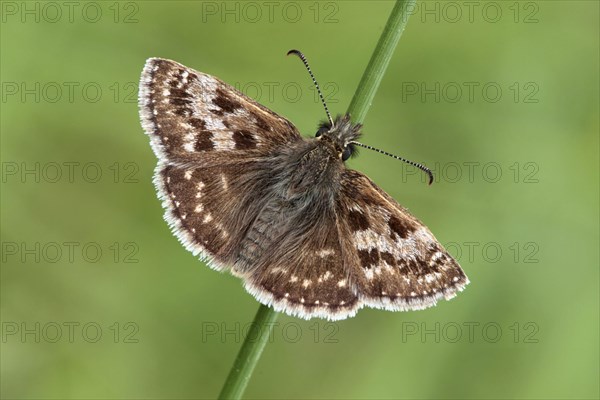 Dingy Skipper