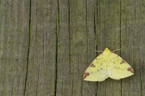 Brimstone Moth