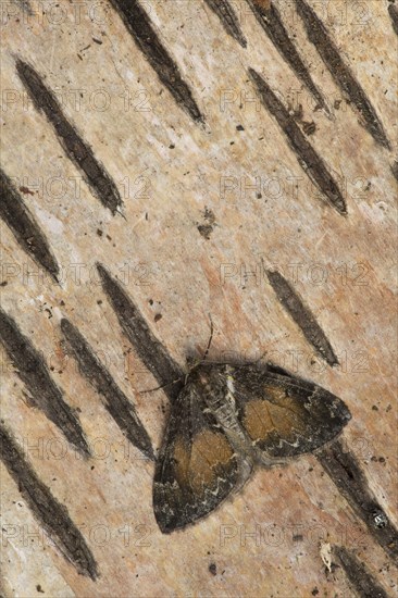 Common Marbled Carpet