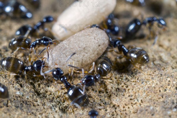 Scaled ant