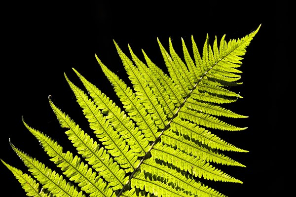 Male Fern