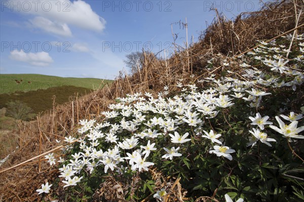 Flowering wood anemone