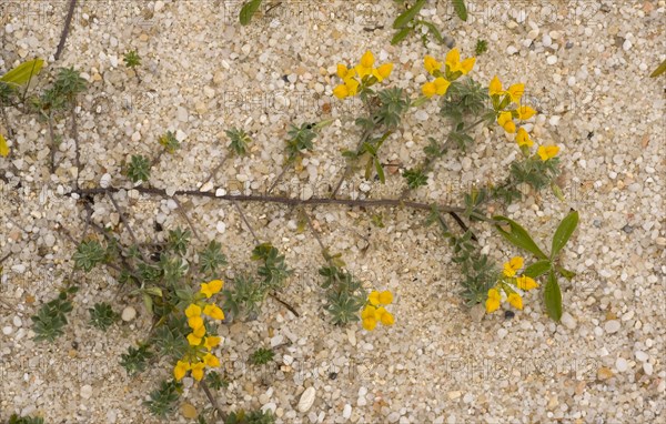 Flowering Southern crete horn clover