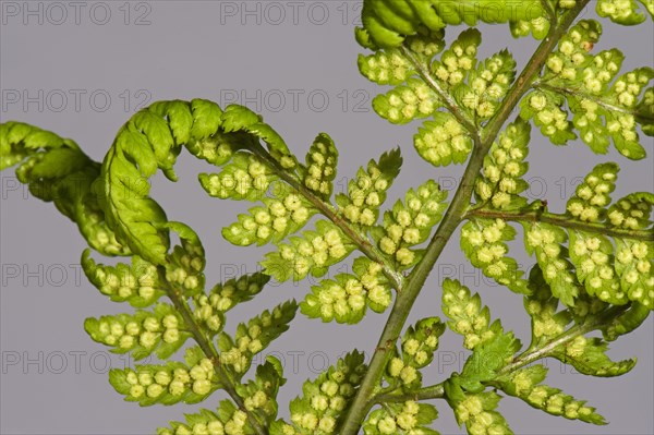 Sori developing on the underside of the frond or blade of a male fern