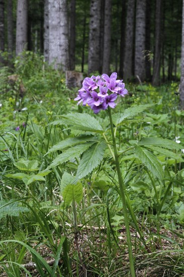 Five-leaved toothwort