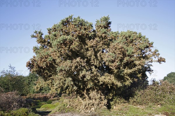 Common Gorse