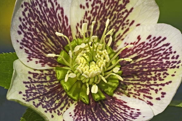 Cultivated Helleborus