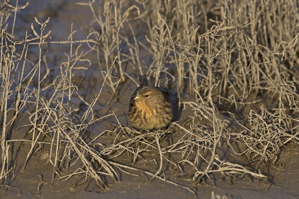 Twite