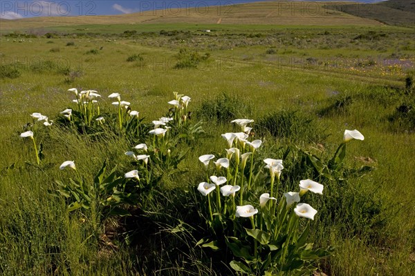 Flowering calla lily