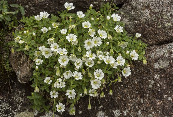 Glacier mouse-ear