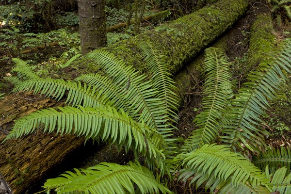 Western Sword Fern