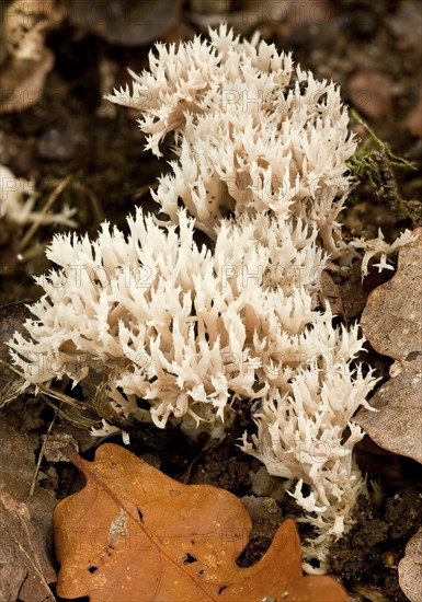 White Coral Fungus