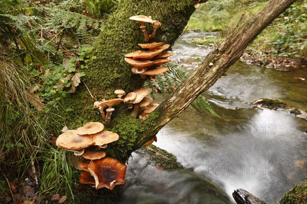 Honey honey fungus