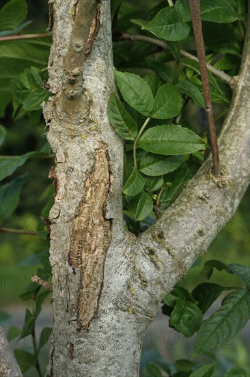 European ash