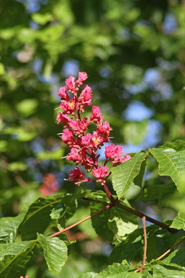 Red Horse Chestnut