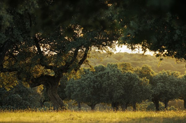 Holm Oak