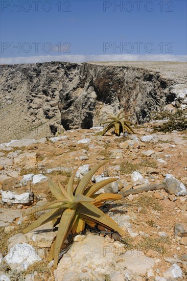 View of aloes in southern rock habitat