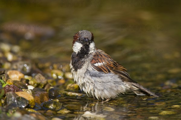 House sparrow