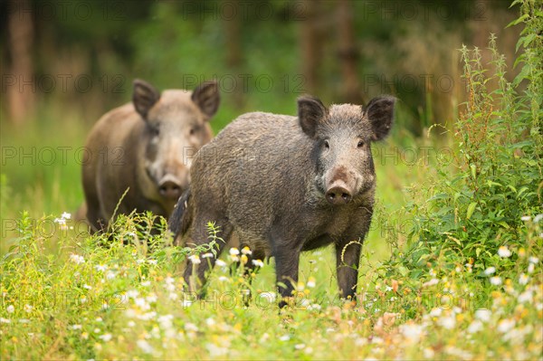 Wild boars