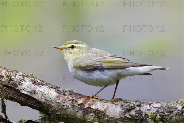 Wood Warbler