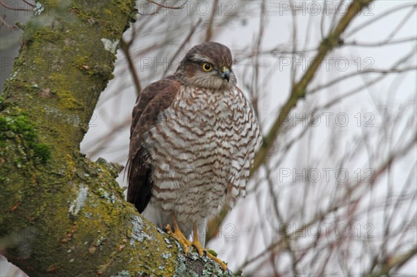 Eurasian sparrowhawk