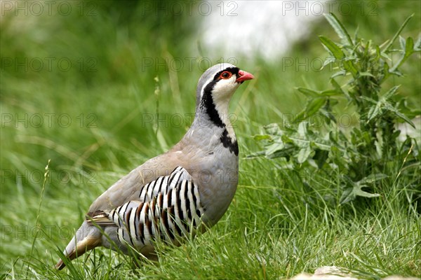 Rock Partridge