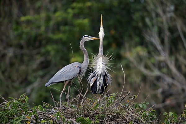 Great blue heron