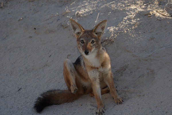 Black-backed jackal