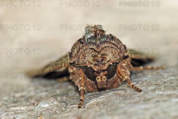 Creeping Clove Owl