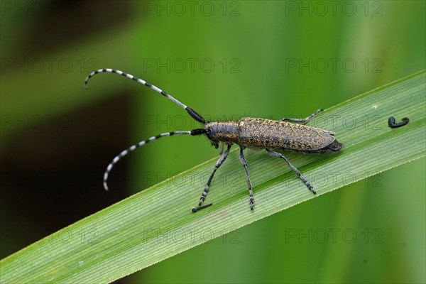 Golden-breasted Longhorn Beetle