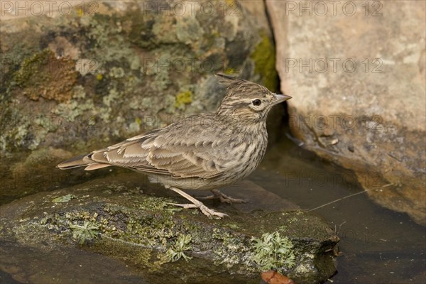 Crested Lark