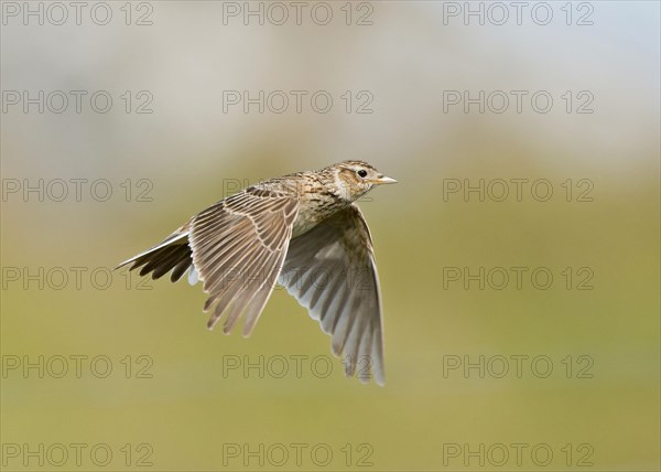 Eurasian skylark